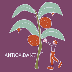 <p><strong>Natural Antioxidants</strong></p>